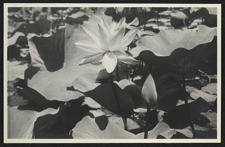 Lotus