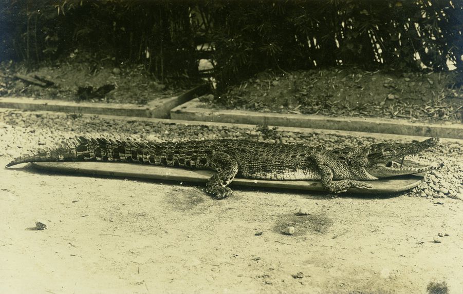 Crocodile, Malaya, collection of the artist