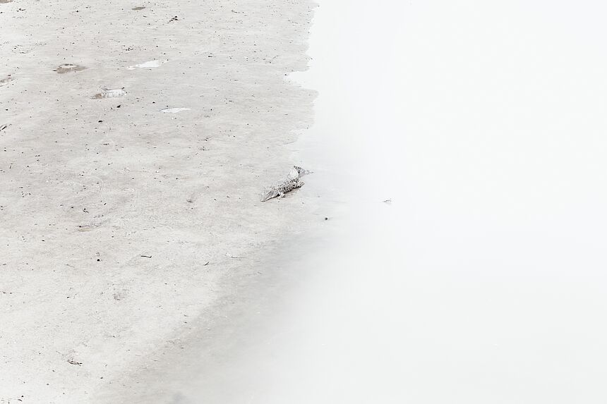 Wild crocodile, Sabah