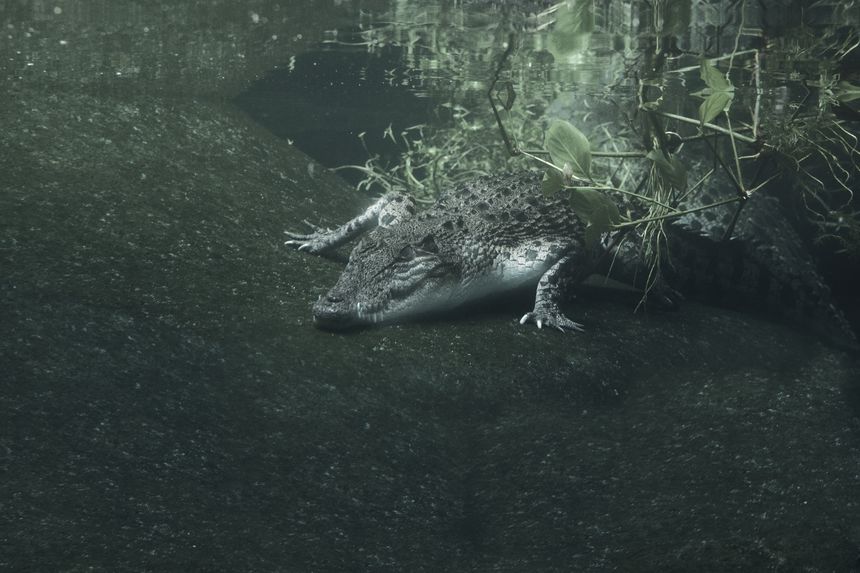 Crocodile, Adventureland Langkawi
