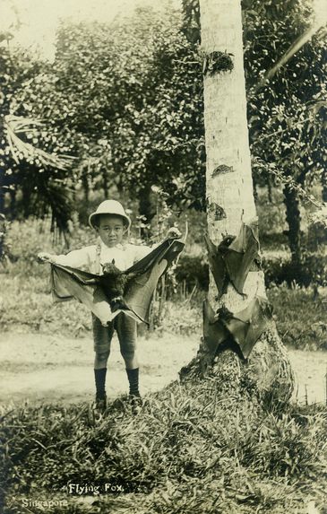 Flying Foxes, Malaya, collection of the artist