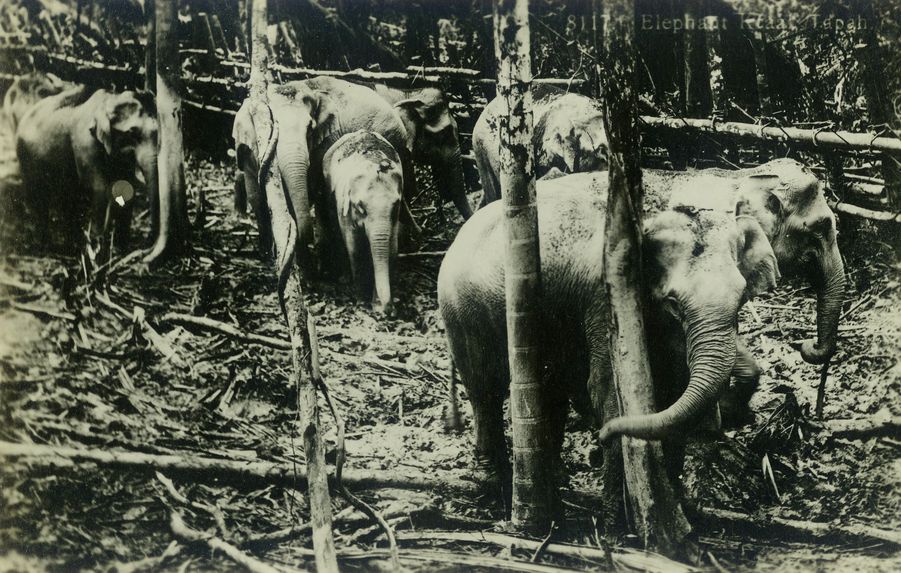 Elephants, Malaya, collection of the artist