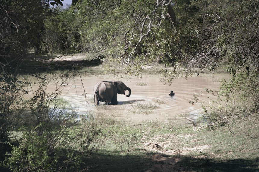 Elephant in Pond, Belum