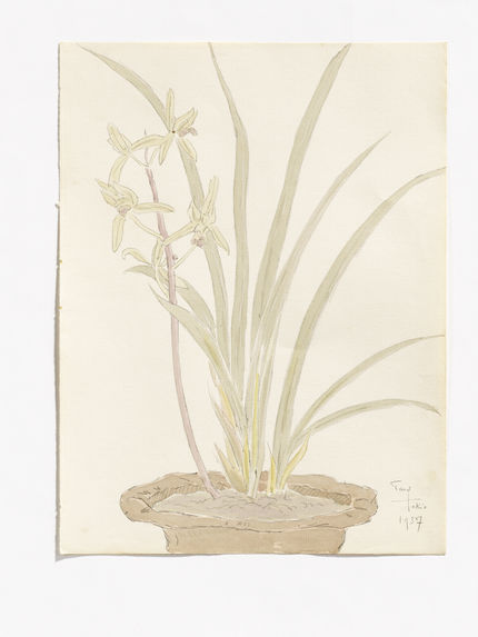 Cymbidium, in the flowerpot  [Cymbidium dans un pot de fleur]