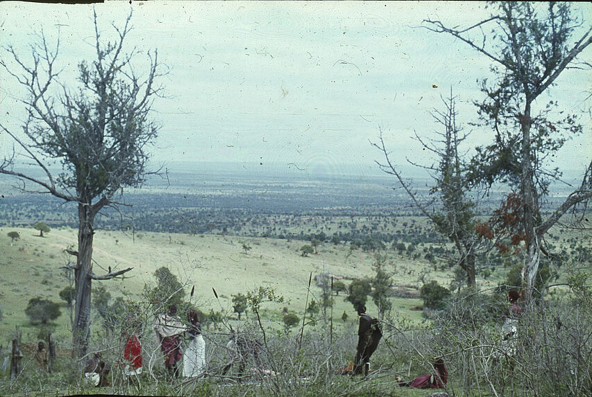 Sans titre [samburu parmi la végétation]