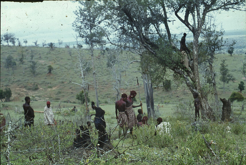 Sans titre [groupe de samburu parmi la végétation]