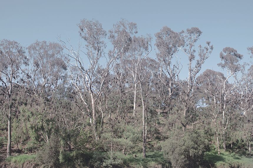 Flying Foxes, Belum