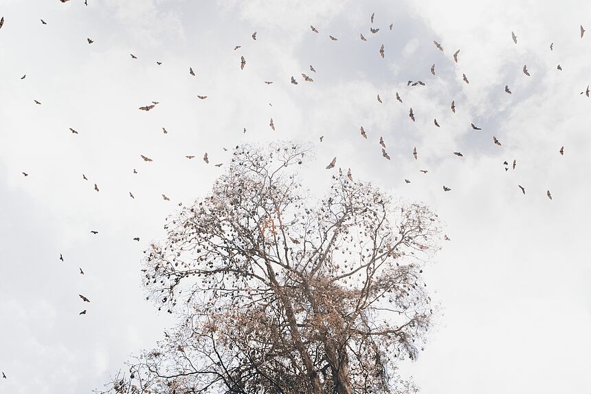 Flying Foxes, Terengganu