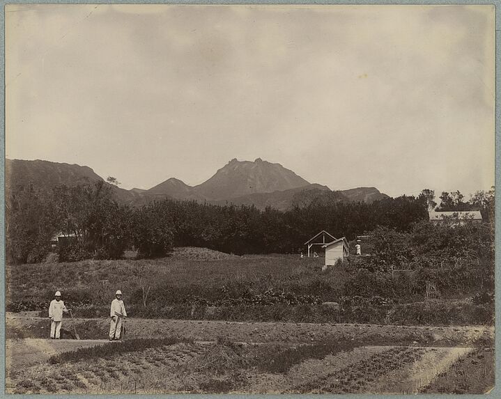 Guadeloupe ; jardin militaire au camp Jacob