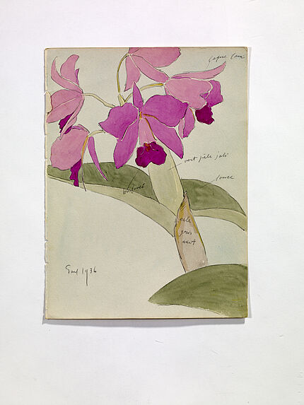 Fleurs d'orchidées