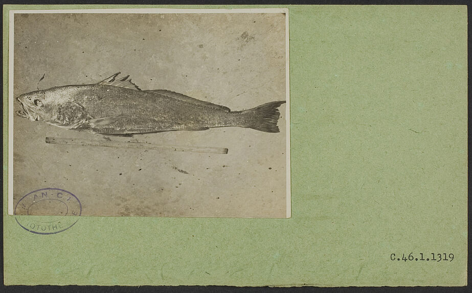 Sans titre [poisson]