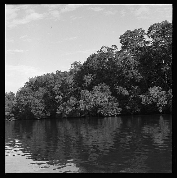 La mangrove à Rio Viejo