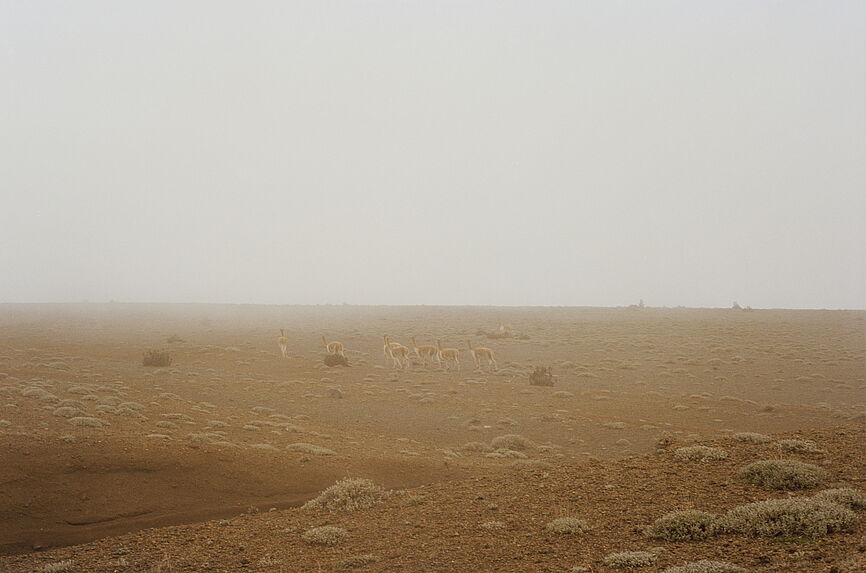 Paramo and llamas