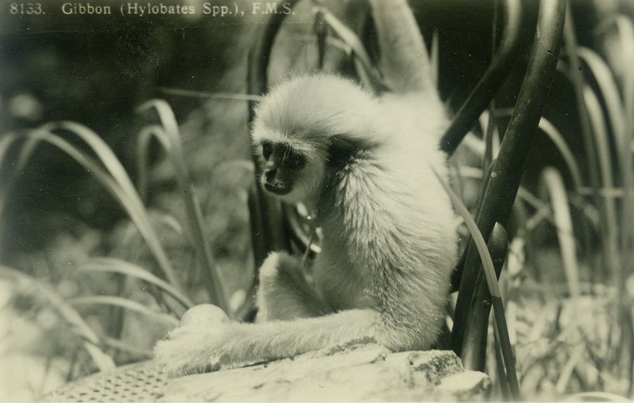 Gibbon, Malaya, collection of the artist