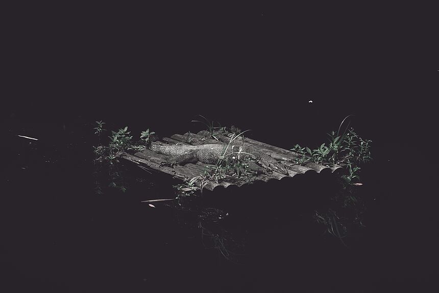 Malayan Monitor, Sungei Buloh Nature Reserve