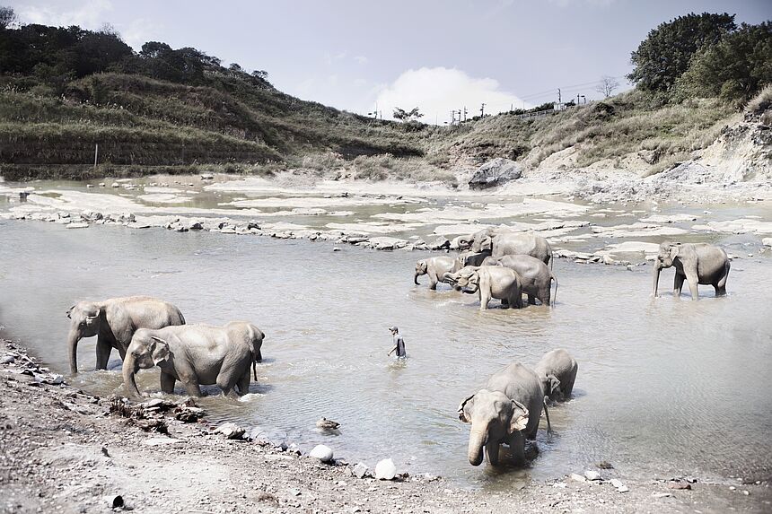 Elephant Sanctuary Pahang