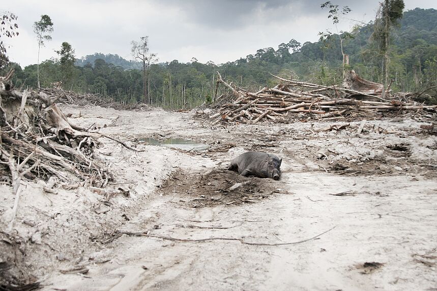 Wild Boar, Road to Penang