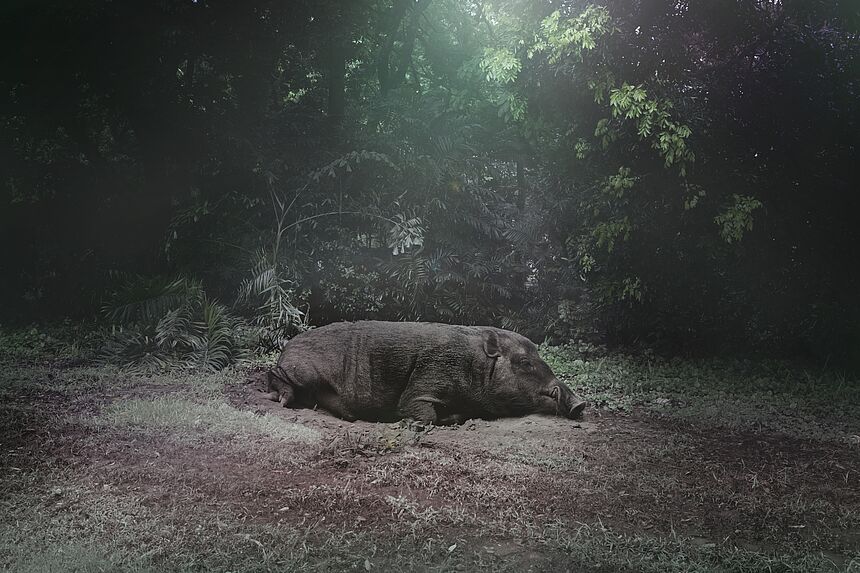 Wild Boar, Singapore