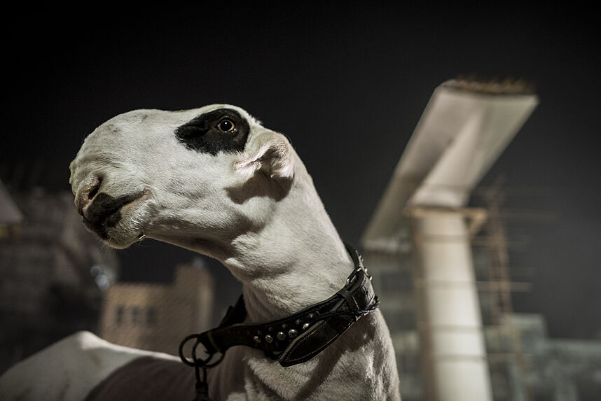 A pet sheep near a pillar of the very costly and incomplete overground Metro line