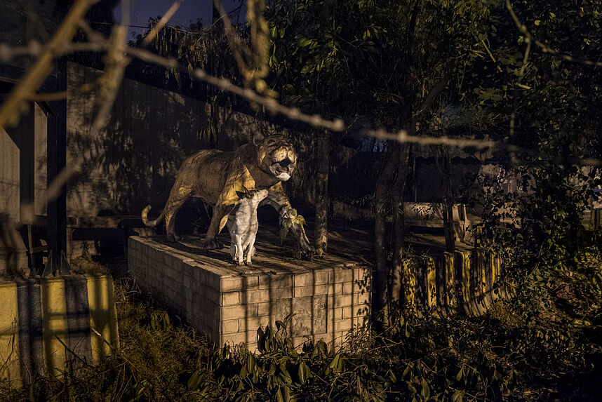 A tender moment between a religiously detested dog and a culturally admired lion