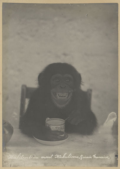 Chimpanzé prenant son thé