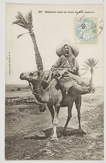 Méhariste dans les Oasis du Sud Algérien