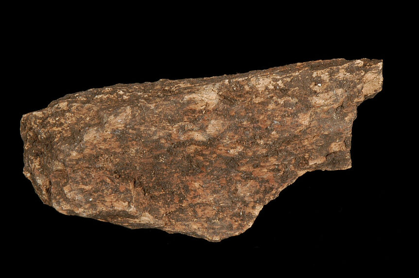 Os (fragment)