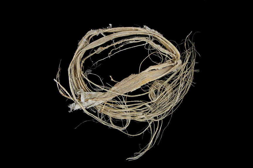 Tendon