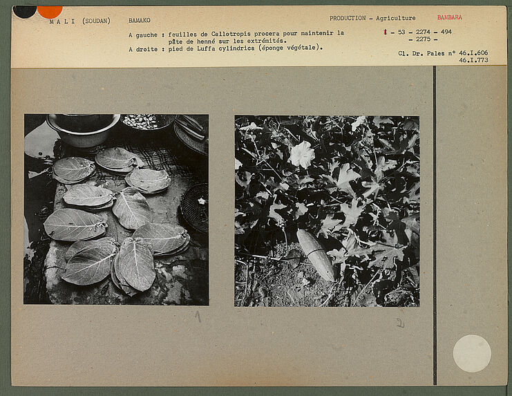 Pied de Luffa cylindrica (éponge végétale)