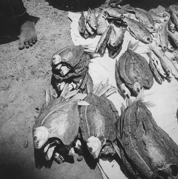 Les poissons-chiens du Niger