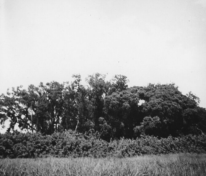 Le bois sacré
