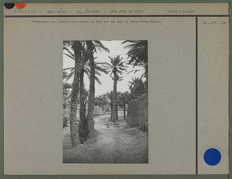 Palmeraie