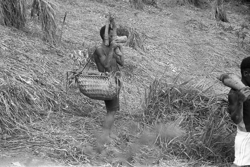 Buang Watut. Mission 1954-55. Bande film de 6 vues concernant la construction de palissades, la plantation des ignames et deux portraits