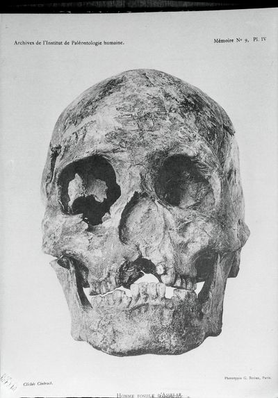 Crâne de l'homme d'Asselar