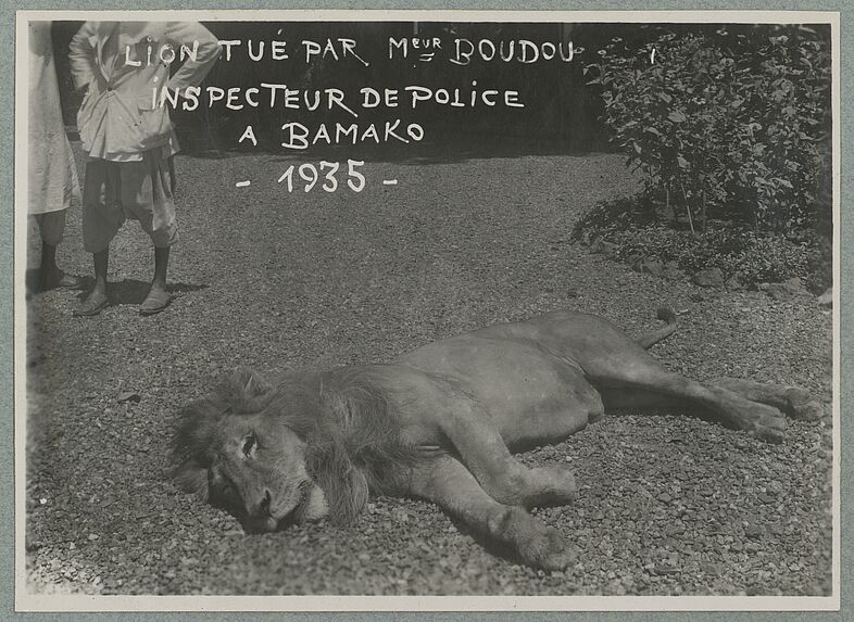 Lion tué par Monsieur Boudou, inspecteur de police, à Bamako