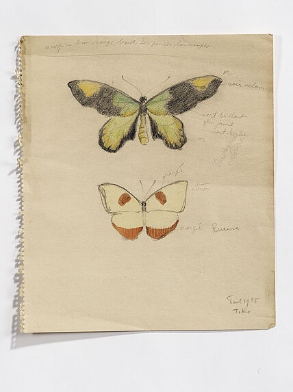 Ornithoptera victoriae, Rurina (papillons)