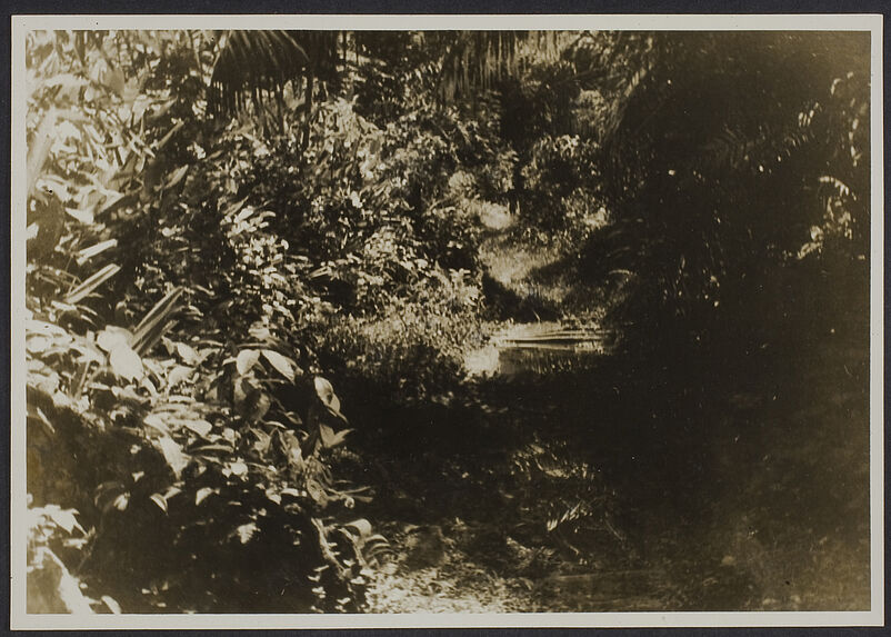 La forêt. Mission IFAN Dekeyser-Holas au Libéria en 1948
