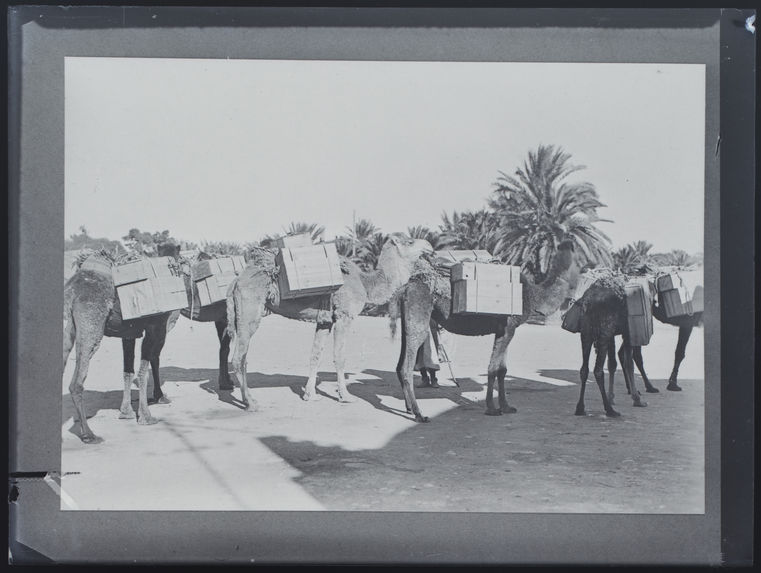 Caravane de chameaux bâtés
