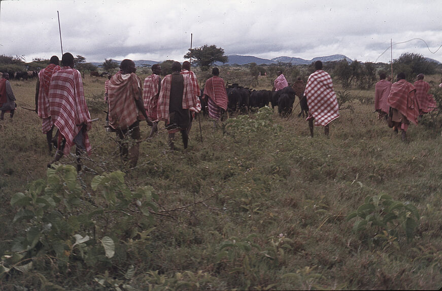 Sans titre [groupe de Maasaï et troupeau de bovins]