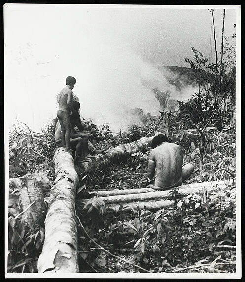 Sans titre [Abattage des arbres en vue de la fabrication de curiaras]